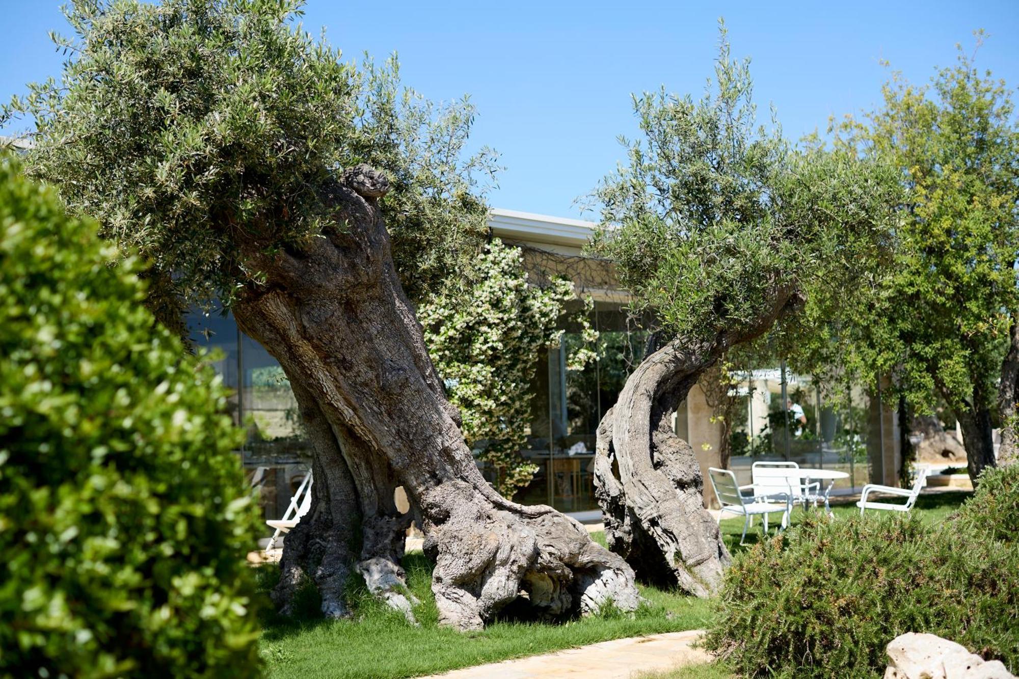 Masseria Torre Del Diamante Torre Canne Zewnętrze zdjęcie