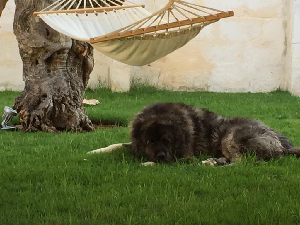 Masseria Torre Del Diamante Torre Canne Zewnętrze zdjęcie